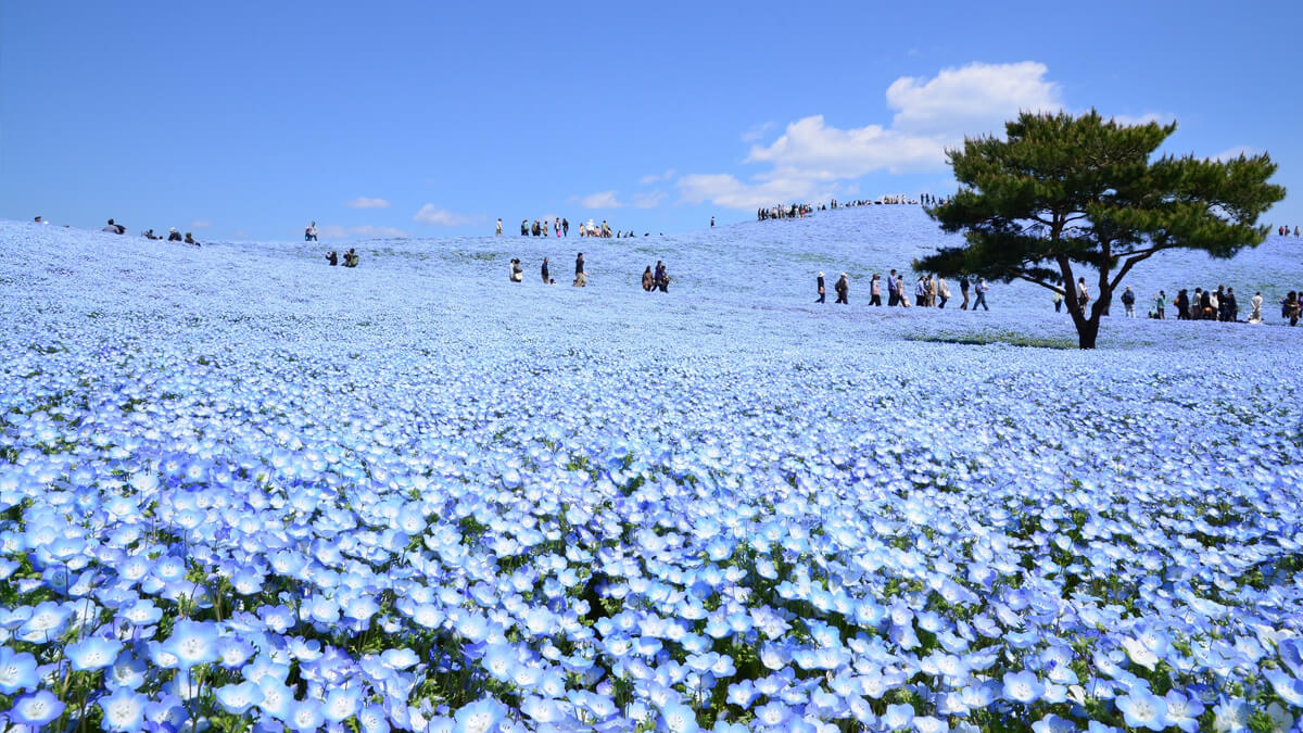 茨城県 ひたちなか市